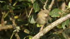 Phylloscopus ibericus