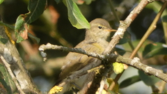 Phylloscopus ibericus