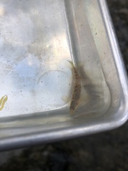 Etheostoma caeruleum