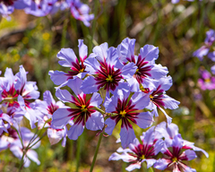 Leucocoryne purpurea