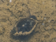 Physa