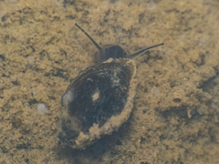 Physa
