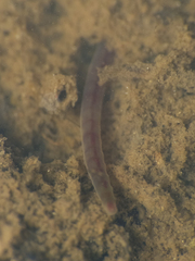 Naididae