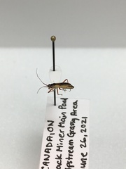 Teratocoris discolor