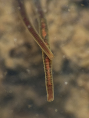 Naididae