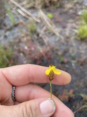 Xyris stenotera