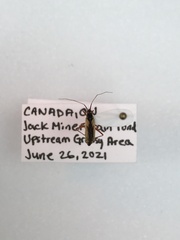 Teratocoris discolor