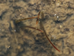 Naididae