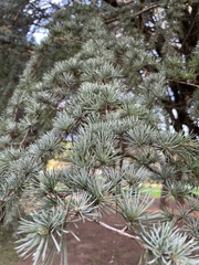 Cedrus atlantica