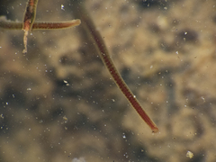 Naididae