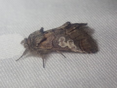 Diloba caeruleocephala