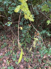 Campsis radicans