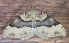 Xanthorhoe