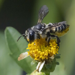 Megachile petulans
