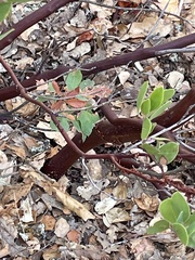 Arctostaphylos manzanita