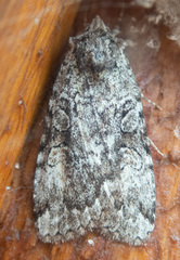 Anaplectoides