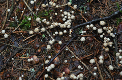 Marasmius bulliardii