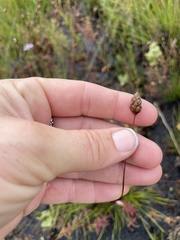 Xyris stenotera
