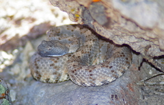 Crotalus stephensi