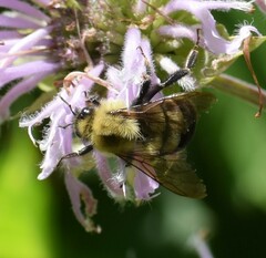 Bombus bimaculatus