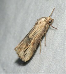 Crambodes talidiformis