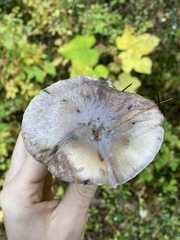 Gomphidius glutinosus