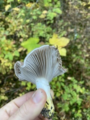 Gomphidius glutinosus