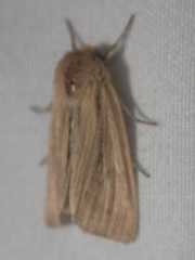 Mythimna oxygala