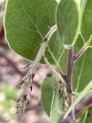 Arctostaphylos manzanita
