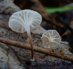 Marasmiellus