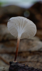 Marasmiellus