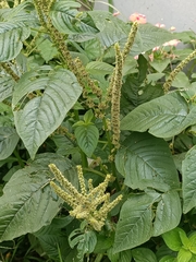 Amaranthus spinosus