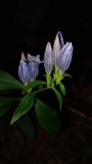 Gentiana decora