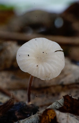 Marasmiellus