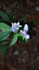 Gentiana decora