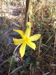 Moraea lewisiae
