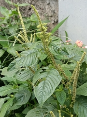 Amaranthus spinosus
