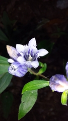 Gentiana decora