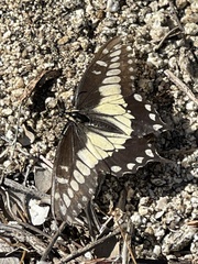 Papilio polyxenes rudkini