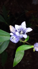 Gentiana decora