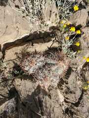 Echinocactus horizonthalonius