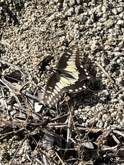 Papilio polyxenes rudkini