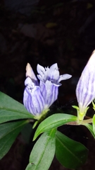 Gentiana decora