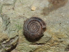 Helicodonta obvoluta