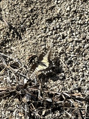 Papilio polyxenes rudkini