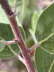 Arctostaphylos manzanita