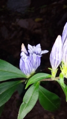 Gentiana decora
