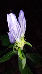 Gentiana decora