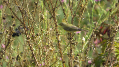 Phylloscopus trochilus