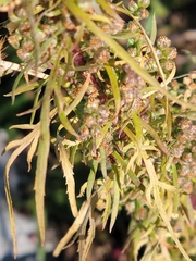 Artemisia biennis